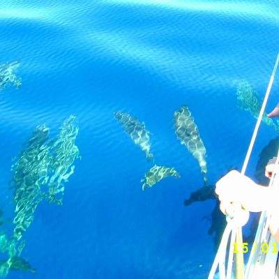 			Magnifica Excursión en Velero Privado en Tenerife sur - Avistamiento de ballenas y delfines desde Playa de Las Américas