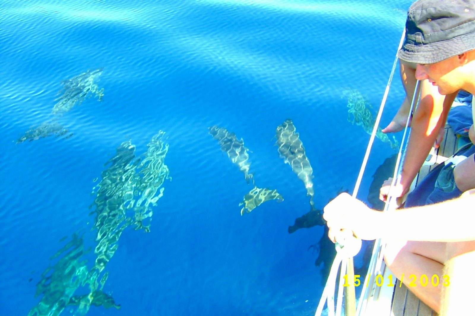 Avistamiento de ballenas y delfines desde Playa de Las Américas