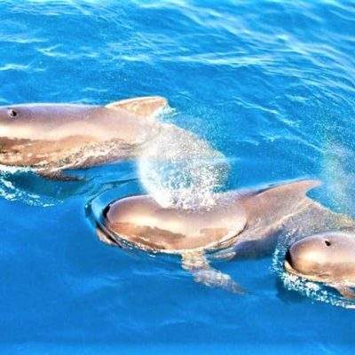 			 - Avistamiento de ballenas y delfines desde Los Cristianos Tenerife