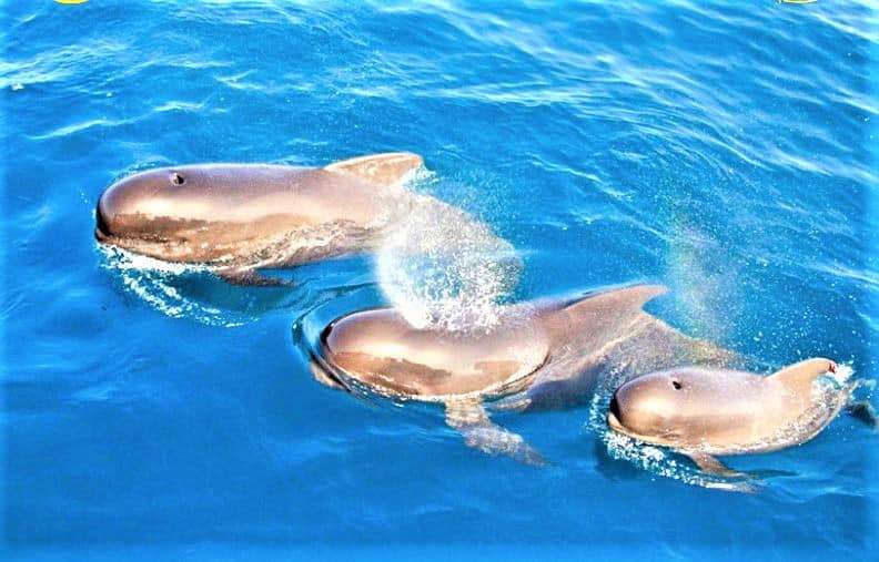 Avistamiento de ballenas y delfines desde Los Cristianos Tenerife