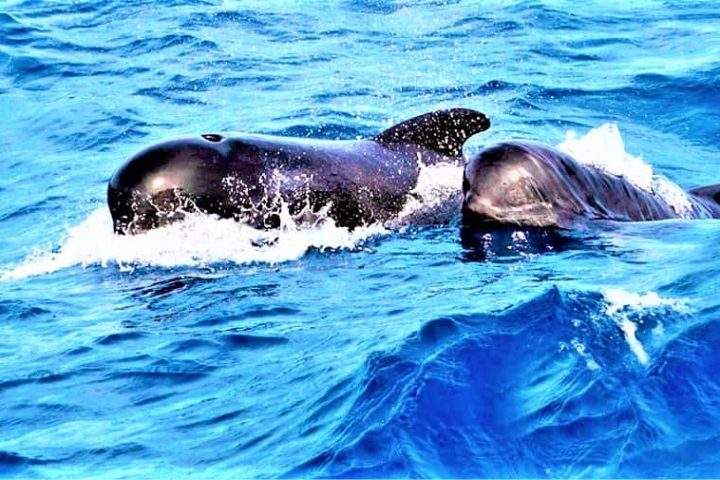 Excursión en barco a Los Gigantes con Shogun - 216  