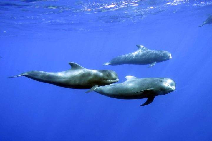 Catamaran skoðunarferð á Tenerife til Los Gigantes með Royal Dolphin - 279  