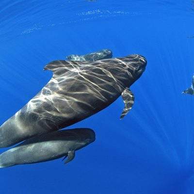 			Excursión en barco en Tenerife con Royal Dolphin - Avistamiento de delfines y ballenas desde Costa Adeje