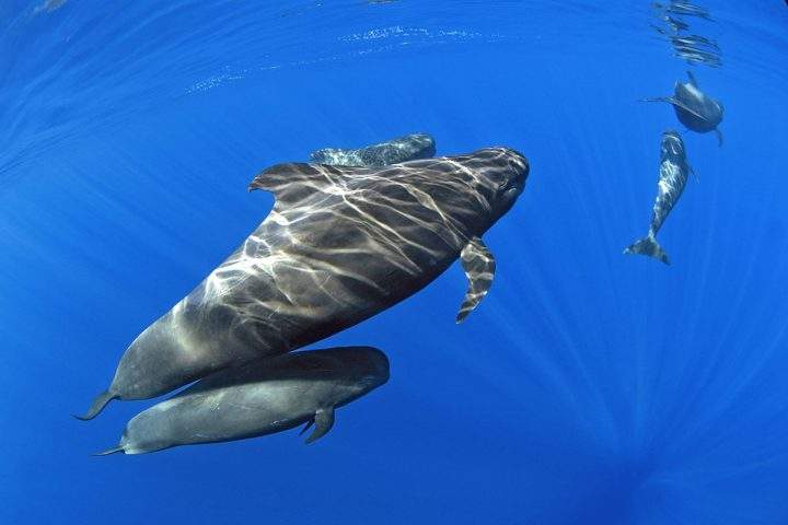 Catamaran skoðunarferð á Tenerife til Los Gigantes með Royal Dolphin - 280  