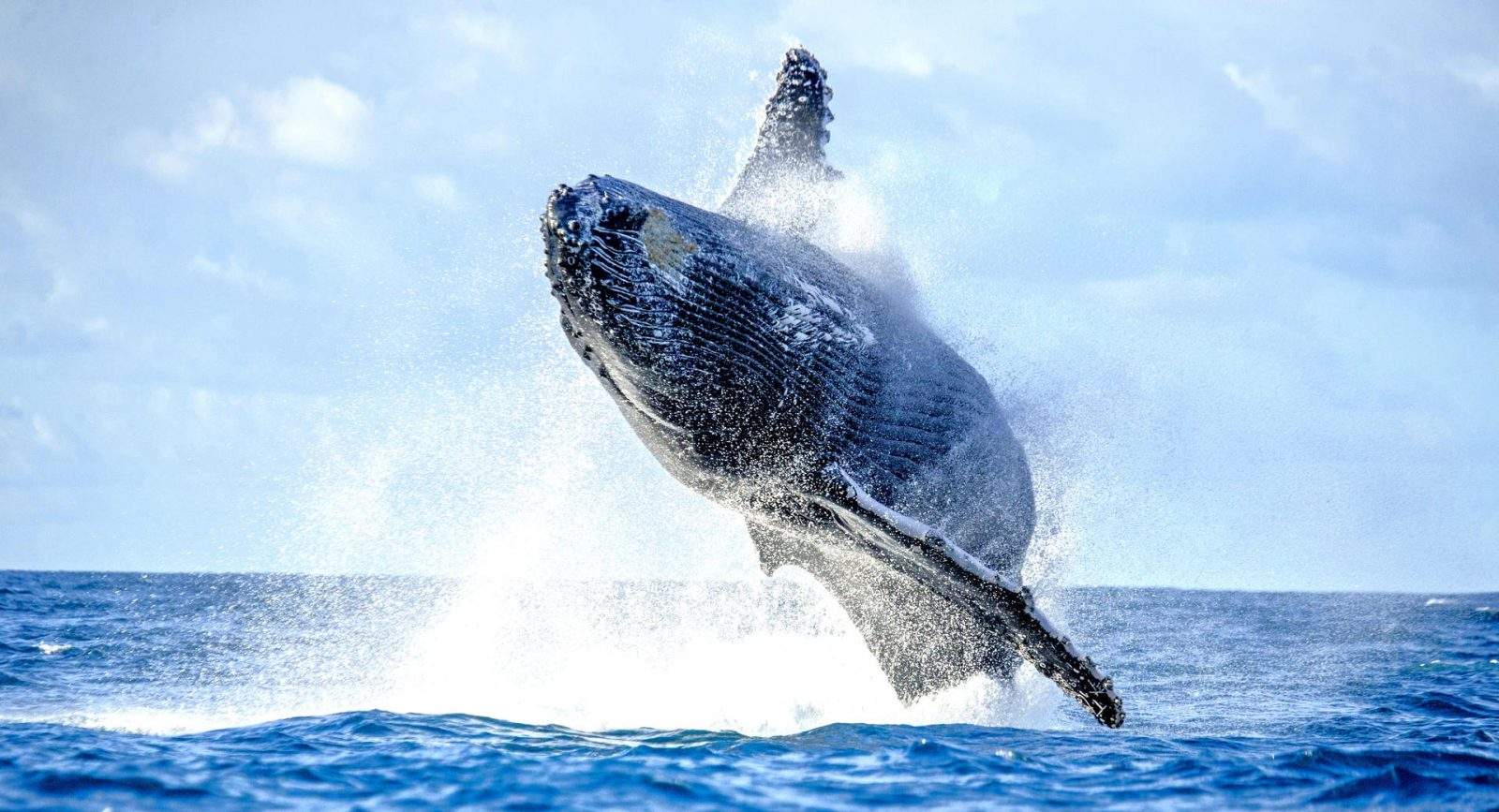 Whales-and-dolphines tenerife