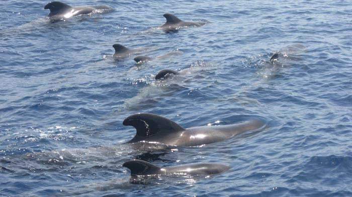 Excursión en Catamarán Eden en Tenerife 2 horas - 262  