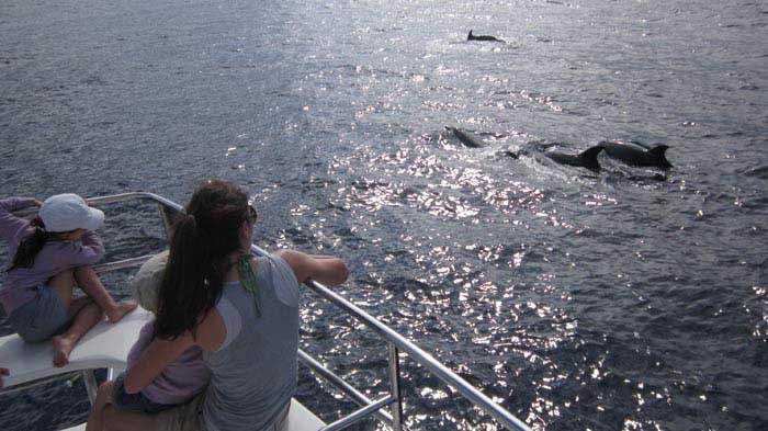 Excursión de 3 horas con catamarán Eden para ver delfines y/o ballenas - 260  