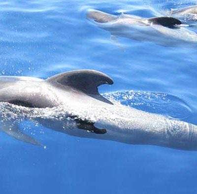 			2 horas excursion eden catamaran tenerife - Avistamiento de ballenas y delfines en Tenerife