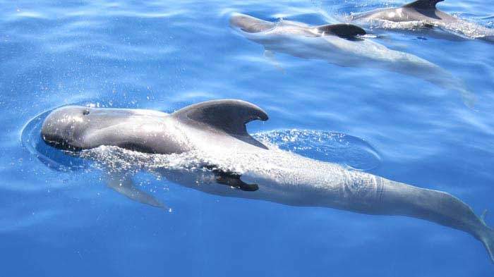 Avistamiento de ballenas y delfines en Tenerife