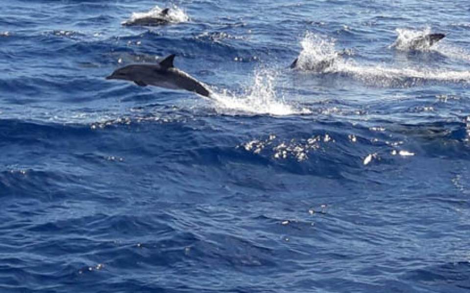 Alquiler ve velero con capitan en tenerife